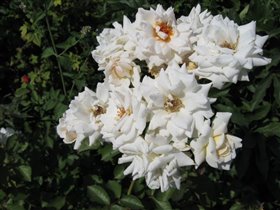 Белые розы..