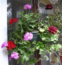 Для Олечки-era