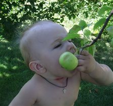 А с дерева яблочки вкуснее!