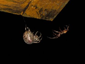 Фоткаем паучков, как подорванные -))