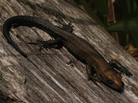 Махухонькая ящерка