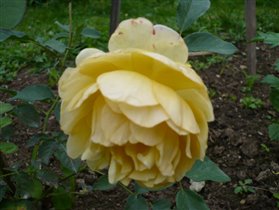 знакомьтесь- ангийская парковая роза Грехэм Томас