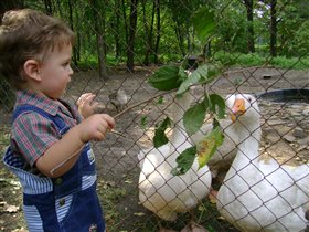 гуси-угощайтесь!