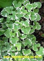 будра пестролистная