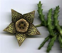 стапелия-цветение