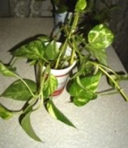 сциндапсус золотистый