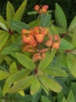 куст японского (садового-многол. )молочая-цветение