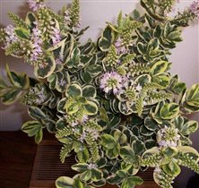 HEBE(New Zealand Flame Bush) 