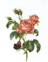 Pink Rose and Butterfly