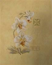 Орхидея Lanarte