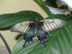 Выставка экзотических бабочек