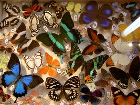бабочки коллекционные