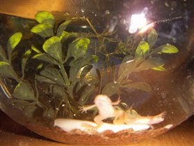 Африканские лягушки