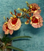 миниатюрная орхидея - толумнея (Oncidium Eqitant)