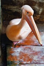 розовый пеликан