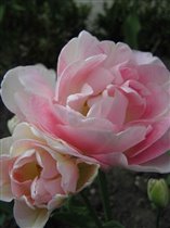 Тюльпан 'Анжелика' Весна 2007