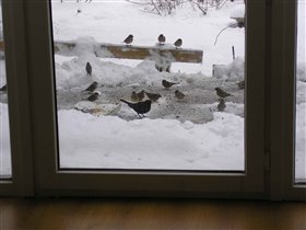 Залётные  зима 2007