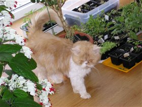 Кот Тихон, 4 года