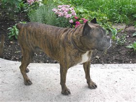 Чарли, Американский боксёр, 13 лет