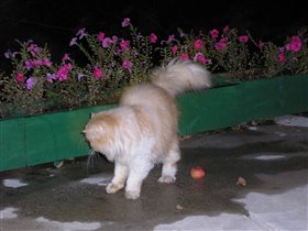 Тихон на охоте