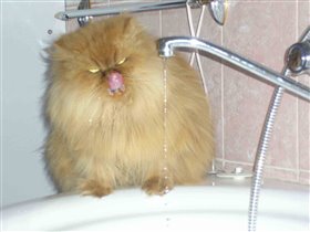 Кошка Маня 11 лет