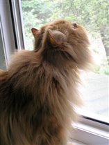 Лорик на охоте