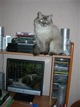 Любит вот так сидеть и свысока наблюдать :)