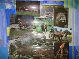 Кубинский зоопарк, 80-е