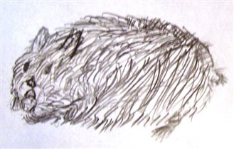 хомячок Сеня