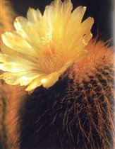 Eriocactus leninghausii