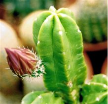 Echinocereus moricelii 1