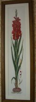 Red gladioli, Thea Gouverneur...