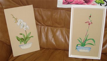 орхидеи от Елены