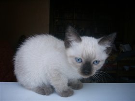 голубоглазый мальчиш