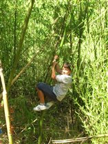 В бамбуковой роще.