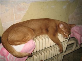 кошка которая готова спать в духовке