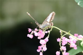 Бабочег