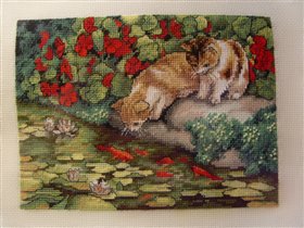 Dimensions. Kitten Reflection