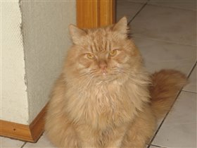 Наш кот Тоша