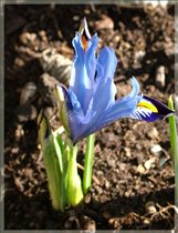 Мой первый цветочек в этом году