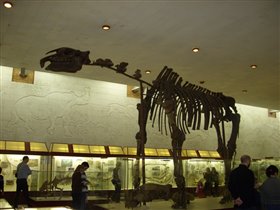 доисторический носорог