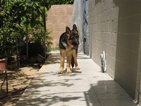 рексик в нашем дворе