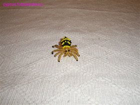 Желто-черный паук
