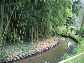 тут и бамбук растет