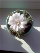 Цветущий кактус на солнышке