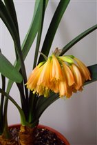 начало роспуска 