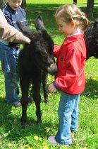 месячный ослик