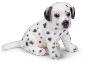 Dalmatian puppy, sitting