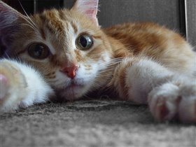 Дарья Михайловна. хх.хх.1993 - 26.11.2007