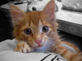 Даниил Михайлович - Даня. 21.10.2007